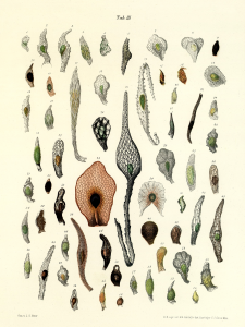 conhecimentos orquideas